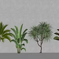 Different Types of Indoor Decorative Trees With Lush Green Foliage and Varied Leaf Shapes
