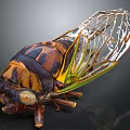Close Up View Of Cicada Exuvia With Detailed Exoskeleton And Transparent Wings