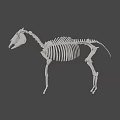 Artistic Animal Skeleton Display With Detailed Structure On Green Geometric Background