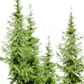 Tall and Small Arbor Trees With Lush Green Foliage Thick Trunks And Human Figure