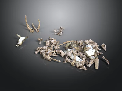 Animal Bones And Antlers Collection Displayed On Dark Background Surface 3d model