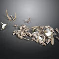 Animal Bones And Antlers Collection Displayed On Dark Background Surface