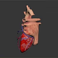 Human Chest Organ Heart 3D Model Showing Internal Structure Blood Vessels Red Blue Sections