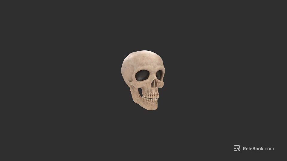 Detailed Human Skull Anatomical Structure With Natural Bone Texture And Dark Background 3d model 