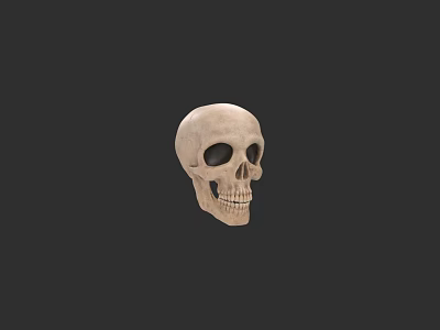 Detailed Human Skull Anatomical Structure With Natural Bone Texture And Dark Background 3d model