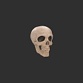 Detailed Human Skull Anatomical Structure With Natural Bone Texture And Dark Background 3d model