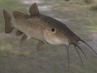 Freshwater Catfish Aquatic Animal With Long Whiskers And Grayish Brown Body 3d model Freshwater Catfish Aquatic Animal With Long Whiskers And Grayish Brown Body 3d model