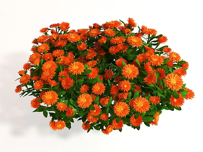 Vibrant Orange Flowers with Green Leaves Blooming in Dense Cluster for Garden Decoration 3d model