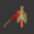 Medical Device Human Thorax Anatomical Model With Rib Cage Muscles And Blood Vessels For Education