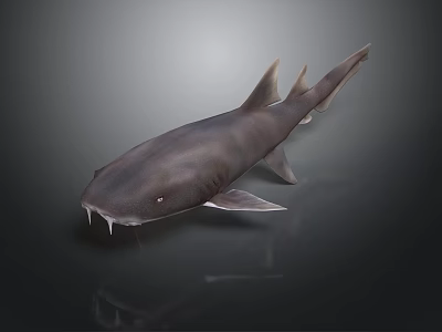 Gray Shark With Sharp Teeth And Dorsal Fin On Dark Reflective Surface 3d model