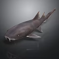 Gray Shark With Sharp Teeth And Dorsal Fin On Dark Reflective Surface
