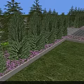Neatly Arranged Evergreen Trees With Pink Flowers Green Grass And Paved Path