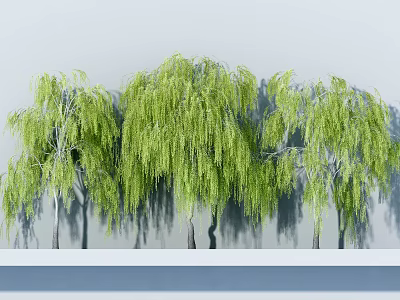 Lush Weeping Willow Trees With Green Hanging Branches And Shadow Effects 3d model