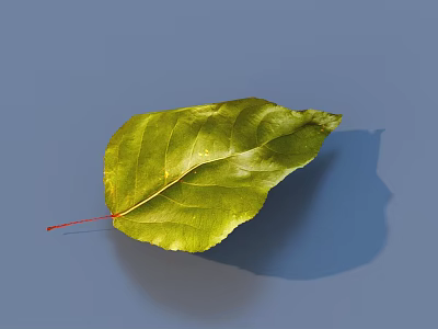 Green Leaf Home Decor Item With Red Petiole Visible Veins And Blue Background 3d model