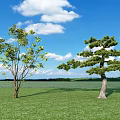 arbor pine 3d model