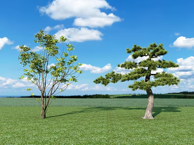 Two Tall Trees Standing on Green Grassland Under Blue Sky with White Clouds 3d model