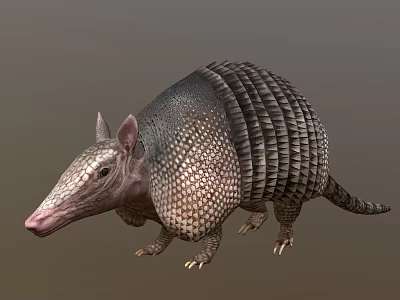 Unique Reptile With Armored Shell And Scaly Body In Natural Habitat 3d model