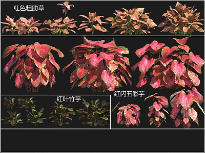 Vibrant Red Aglaonema Red Leaf Calathea And Red Flash Caladium Tropical Plants 3d model