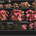 Vibrant Red Aglaonema Red Leaf Calathea And Red Flash Caladium Tropical Plants