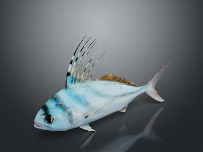 Blue And White Striped Fish With Black Head And Long Dorsal Fin Rays 3d model
