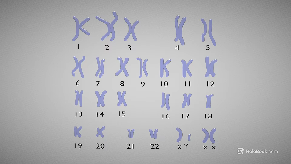 Human Chromosomes Karyotype Display With Numbered Pairs And Sex Chromosomes 3d model 