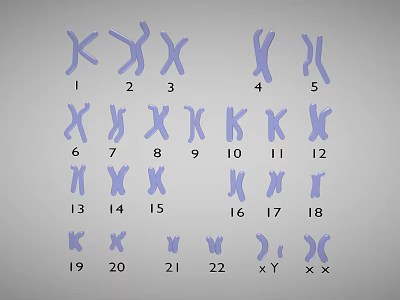 Human Chromosomes Karyotype Display With Numbered Pairs And Sex Chromosomes 3d model