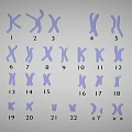 Human Chromosomes Karyotype Display With Numbered Pairs And Sex Chromosomes