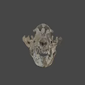 Detailed Animal Skull Anatomical Structure With Visible Teeth On Gray Background