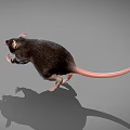 Three Gray Mice Displaying Alert Postures On Dark Reflective Surface