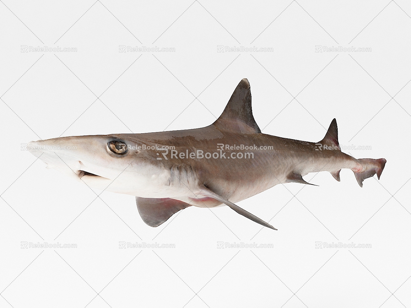 The Modern Shark 3d model