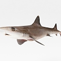 The Modern Shark 3d model