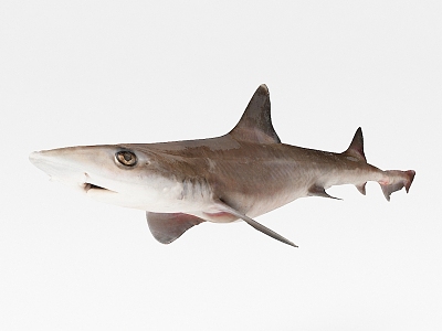 The Modern Shark 3d model