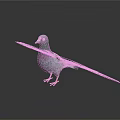 Gray Pigeon With Purple Chest Standing On White Background With Spread Wings