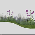 Tall Purple Flowers And Green Grass In Lush Outdoor Garden With Various Plants