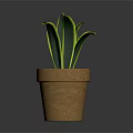 Green Potted Plant With Yellow Edged Leaves In Brown Terracotta Pot