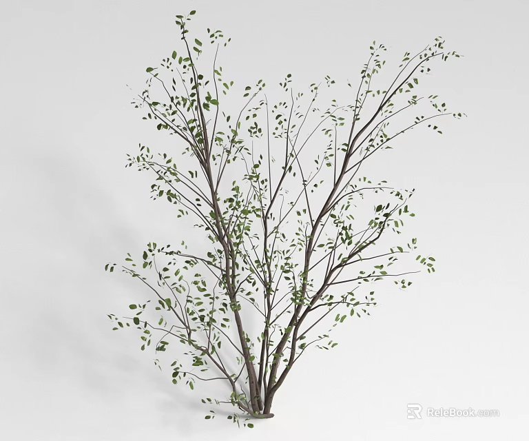 Decorative Shrub With Slender Branches And Small Green Leaves On White Background 3d model 