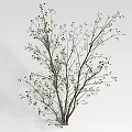 Decorative Shrub With Slender Branches And Small Green Leaves On White Background