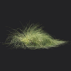 Carex sedge barley grass fescue weeds grass lawn 3d model