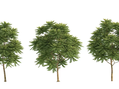 Three Arbor Trees With Lush Green Foliage And Varied Crown Shapes 3d model