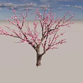 Pink Flowering Arbor With Beautiful Blossoms Blue Sky And White Clouds