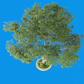 Lush Green Tree in Circular Pot with Dense Foliage Against Blue Background