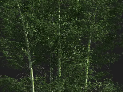 Tall Bamboo Stalks with Lush Green Leaves in Natural Forest Setting 3d model