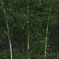 Tall Bamboo Stalks with Lush Green Leaves in Natural Forest Setting