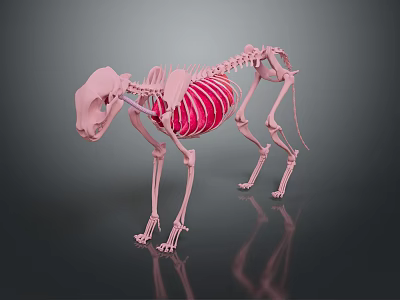 3D Rendered Cat Skeleton Anatomical Model Showing Detailed Bone Structure 3d model