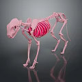3D Rendered Cat Skeleton Anatomical Model Showing Detailed Bone Structure
