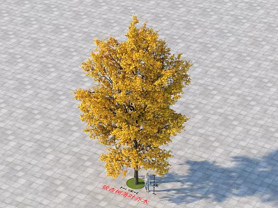 Ginkgo Tree with Vibrant Yellow Leaves on Gray Pavement Background and Signboard at the Base 3d model