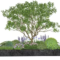 Elegant Plant Combination With Large Tree Purple Pink Flowers Green Shrubs In Black Marble Planter