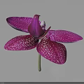 Beautiful Purple Orchid With White Spots And Blooming Petals On Dark Background