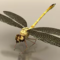 modern dragonfly 3d model