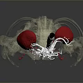 3D Anatomical Medical Device with Transparent Skeleton Structure Kidneys and Blood Vessels for Education